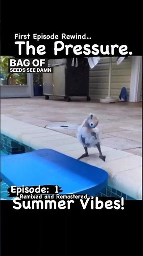 Funniest Flotation Device using Parrot Is under pressure. 🦜