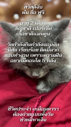 #แมวแมนคูน #แมวตัวใหญ่ #แมวง่วง #แมวเปอร์เซีย