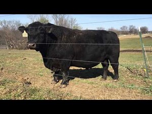 Ausmerica Xotic X013 Fullblood Lowline Angus bull