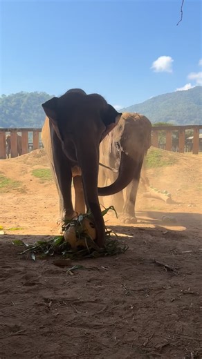 A Reunion We Never Expected After more than 20 hours of travel, Thung Thong arrived at Elephant Nature Park. She was released gently from the truck — leash-free — but hesitated, unsure, too shy to even touch the food prepared to welcome her. Like many elephants raised by humans, she seemed to wait for permission. She wandered the area until she spotted someone familiar… Nam Phueng. The moment their eyes met, the world stood still. These two best friends, torn apart by circumstance, finally reuni