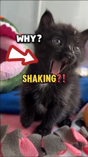 Why Do Kittens Shake After Eating Meat?