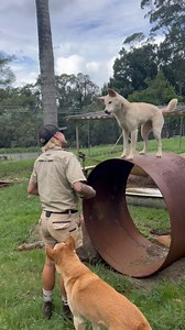 1.8K views · 602 reactions | I think they are famous for it…  Tune in almost every arvo on our IG stories for dingo dinner discussions! I know for sure atleast 3 people are big fans.  Please remember kids we have a strong bond with these animals, dingoes like all animals should be respected and are apex predators. #thewildlifetwins #reels #wildlife #zookeeper #australia #twin #lgbt #apexpredator | The Wildlife Twins | Facebook