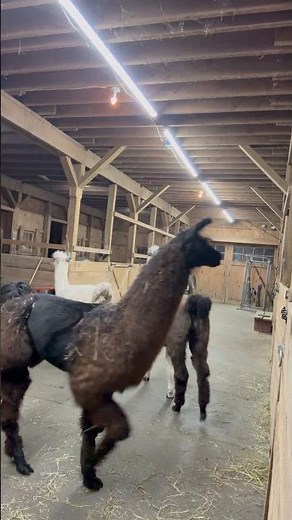 Llamas Jump With Joy When Let Out of Stall in Barn - 1542791
