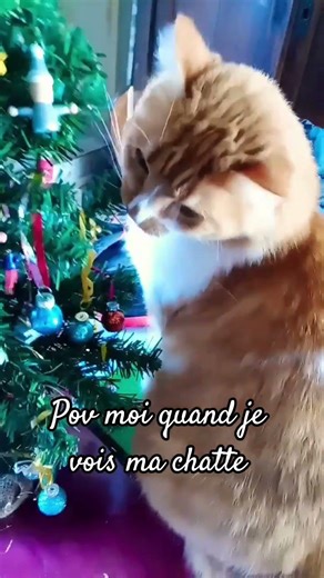 Je sais elle bouffe le mini sapin 🥲😂 #chat #mignon #drôle
