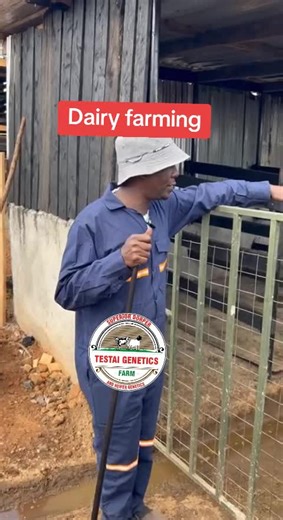 Zero Grazing Dairy Farming Insights