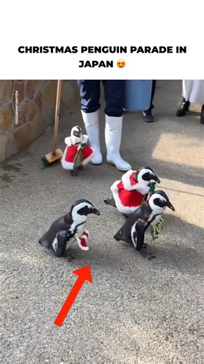 Beautiful penguins put on a Christmas parade for visitors at a park in Japan 🇯🇵🎄 | The Kiwi