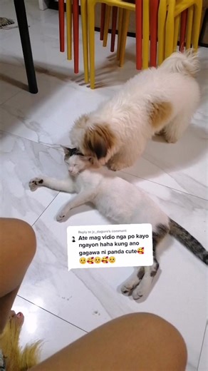 Massage Techniques for Pets: A Fun Guide