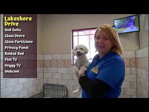 Brook-Falls Luxury Pet Resort & Doggy Daycare Tour - Menomonee Falls, WI
