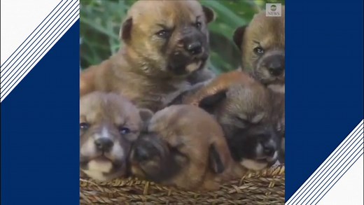 Dingo mother nurtures her newborn pups