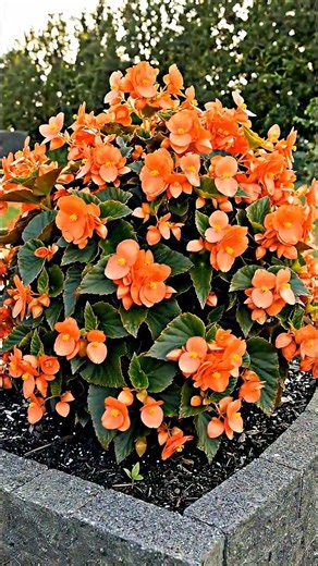 Tuberous Begonia ‘Nonstop Orange’ Sets the Garden Ablaze with Glowing Sunset Blooms 🧡🌸🔥