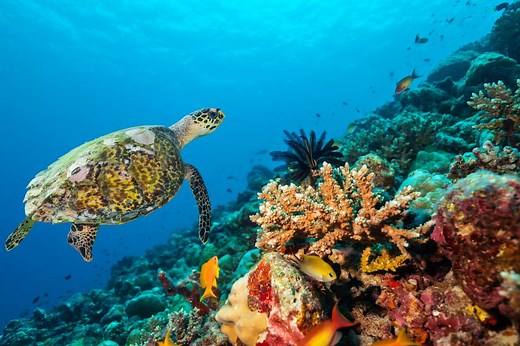 Ecosistema acuático: qué es, características, tipos y ejemplos - Resumen