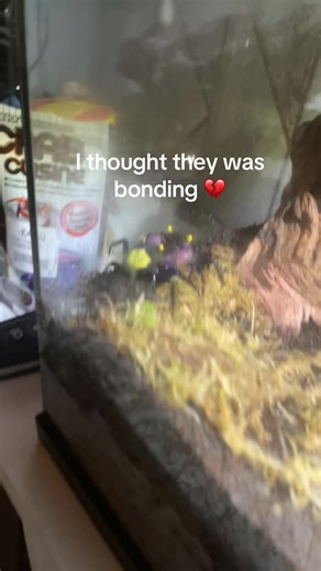 Vampire Crabs Sharing a Moment