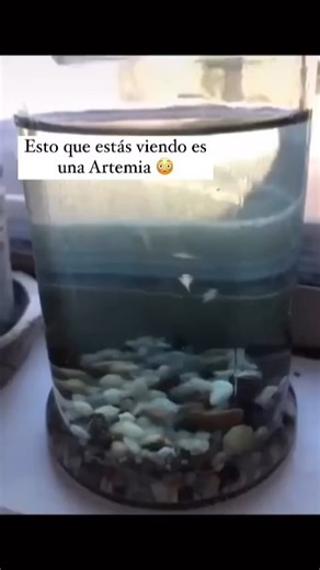 La Curiosidad es Ciencia on Instagram: "Lo que ves es una artemia, también conocida como camarón de salmuera. Habita en lagos y lagunas de agua salobre, donde pocas especies logran sobrevivir. Mide apenas 7 a 12 milímetros, y se alimenta filtrando el agua para capturar diminutos microorganismos. Pero lo más increíble es su estrategia de supervivencia: puede poner huevos capaces de resistir sequías, frío extremo o alta salinidad durante años… incluso décadas. Estas criaturas existen desde hace mi