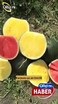 People are amazed by this watermelon: green rind, yellow inside #watermelon #shorts