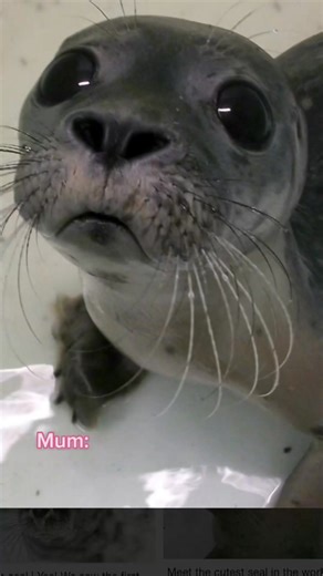 12 reactions | Big seal baby梁玲 #bluestaffypuppy #staffylovers #staffysoftiktok #bluestaffy #staffy #staffypuppy #staffyseal #staffylife #beautifulbully #puppylove #staffydog #staffy #staffordshirebullterrier #staffygram #staffylove #staffymoments #staffylife | The Animal Lover | Facebook