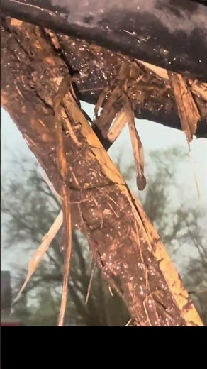 TORNADO launches corn cob at the Dominator 3!