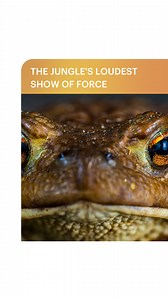 2.7K views · 14 reactions | Have you ever seen a frog's throat...