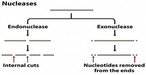 Notes on Restriction enzymes and DNA Ligases