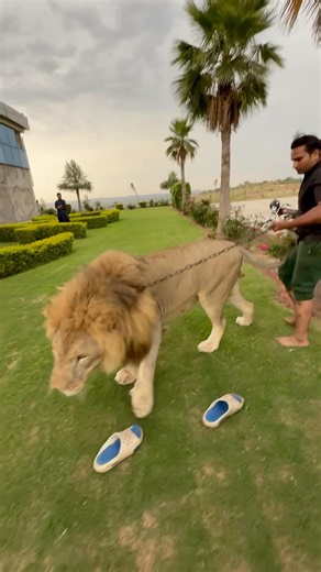 #lionnation #wildliferescue #largecats #lion #animals #tigerspotted #wildlife #bigcats #lionking 😱