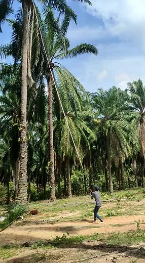 Climbing a Tall Palm Tree: A Tropical Adventure
