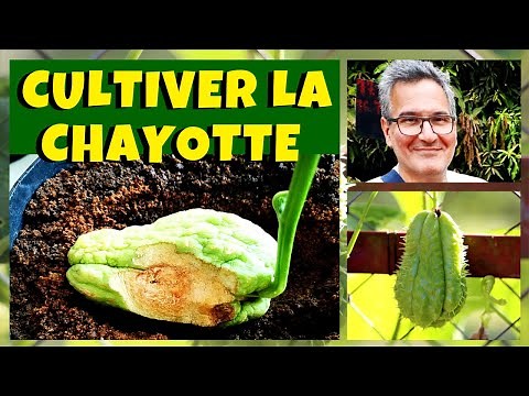 Christophine : cultiver la chayotte ou chouchou