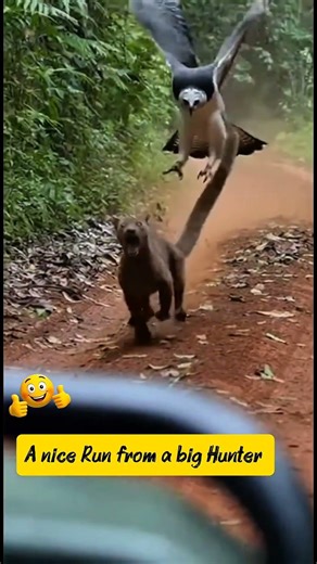 Harpy Eagle just tried her best to take Fossa .