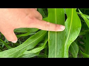 Finalizing Plans to Drill BMR Pearl Millet for Cattle Pasture