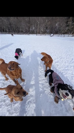 Freezing cold weather means we cut the walks short and take less pictures. 🥶 | Lucky Penny Pet Care Toronto