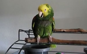 厉害了，鹦鹉竟然学会了恐怖的婴儿哭声！Parrot cries like a baby