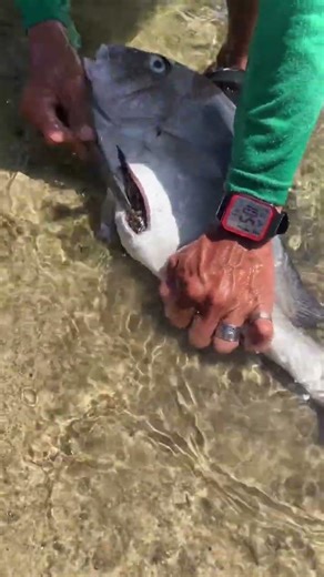 Nature is Brutal: Removing a Pufferfish from a Fish's Throat!
