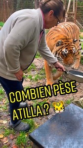 759K views · 15K reactions | Certains commentaires disent qu'Atilla le tigre de 18 ans est obèse, Brigitte répond à la question et on pèse le tigre à la fin de la vidéo pour voir quel est son poids :) #tigre #lion #tiger #zoo #caressedetigre #bigcats | Caresse de tigre | Facebook