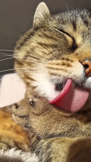 Daily Cat Delights: Fluffy Tabby Kitten in Close-Up