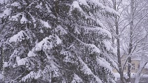 Snow-covered trees in the urban environment in winter against the background of snowfall. A beautiful snowy scene with big spruce and bare deciduous tree branches covered with snow.