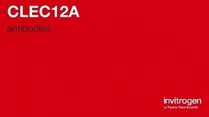 Anti-CLEC12A Antibodies | Invitrogen