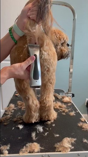 How to trim a dogs hooha & bum | Mabel The Whoodle | Groom at home