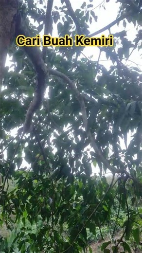 Pilih Buah Kemiri #ayotanambiarpanen #twhs #saree #gardening #kemiri