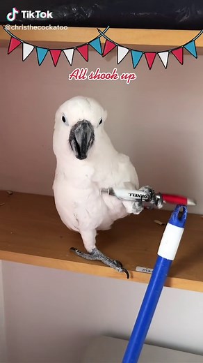 Cockatoo Dancing to Elvis Presley | All Shook Up