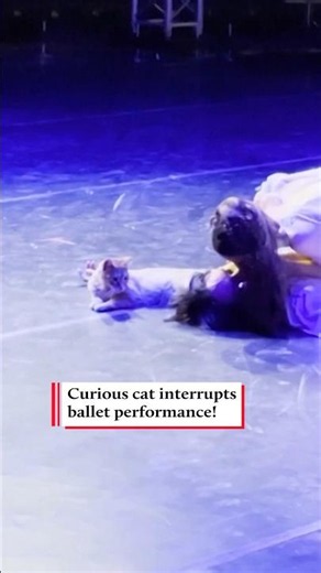 Romeow, romeow! 🐱 #ballet