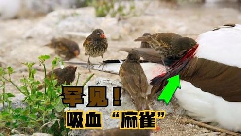 罕见的鸟中“吸血鬼”，鲣鸟任由地雀吸血，却不做反抗，是为何？