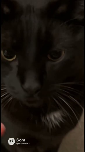 How to be human tutorial #cat #cat #kitten