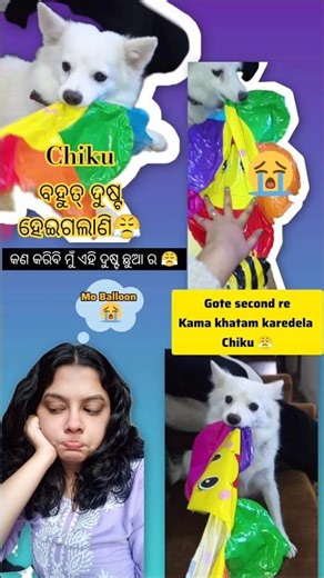 ଏହି ଝିଅ କୁ ଆଉ ସମ୍ଭାଳି ହବନି🤦🏻‍♀️😶#subscribe #like #dog #funny #youtubeshorts #naughtypets #love