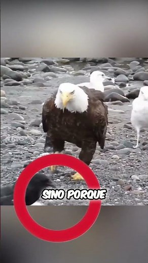 Majestic American Bald Eagle #shorts