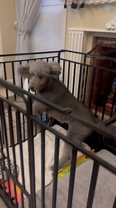 1K views · 13 reactions | I traveled all the way to Baguio for two poodles fighting at home…the real reason wasn’t what the family expected. | Dog Coach Francis | Facebook