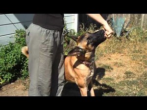 Clicker Train Contact Heeling (basic steps) Part I - A