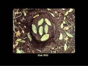 Forest Diseases: Oak Wilt, 4-H Forestry