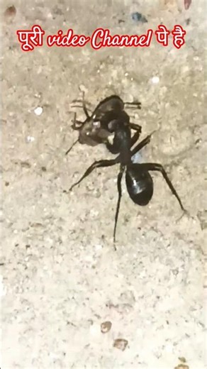 🐜 Ant vs Beetle Fight | असली कीड़ों की लड़ाई 🪲 Real Insect Battle Who Will Win? #insectsrule #bug