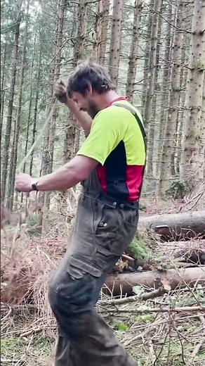 Ein Blick hinter die Kulissen – Holzrücken mit Pferden