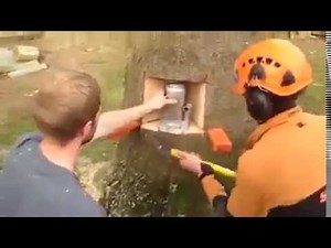 tree cutting techniques with a chainsaw