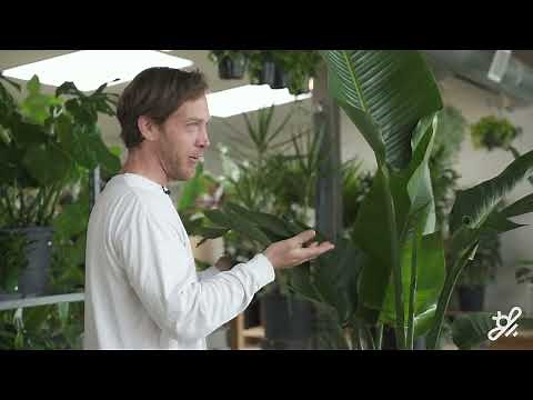 How to care for a large houseplant: the Bird of paradise plant