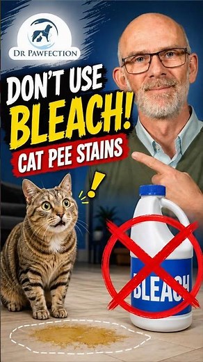 How to actually get rid of cat urine smell #PetOdor #DeepCleaning #HomeHelp